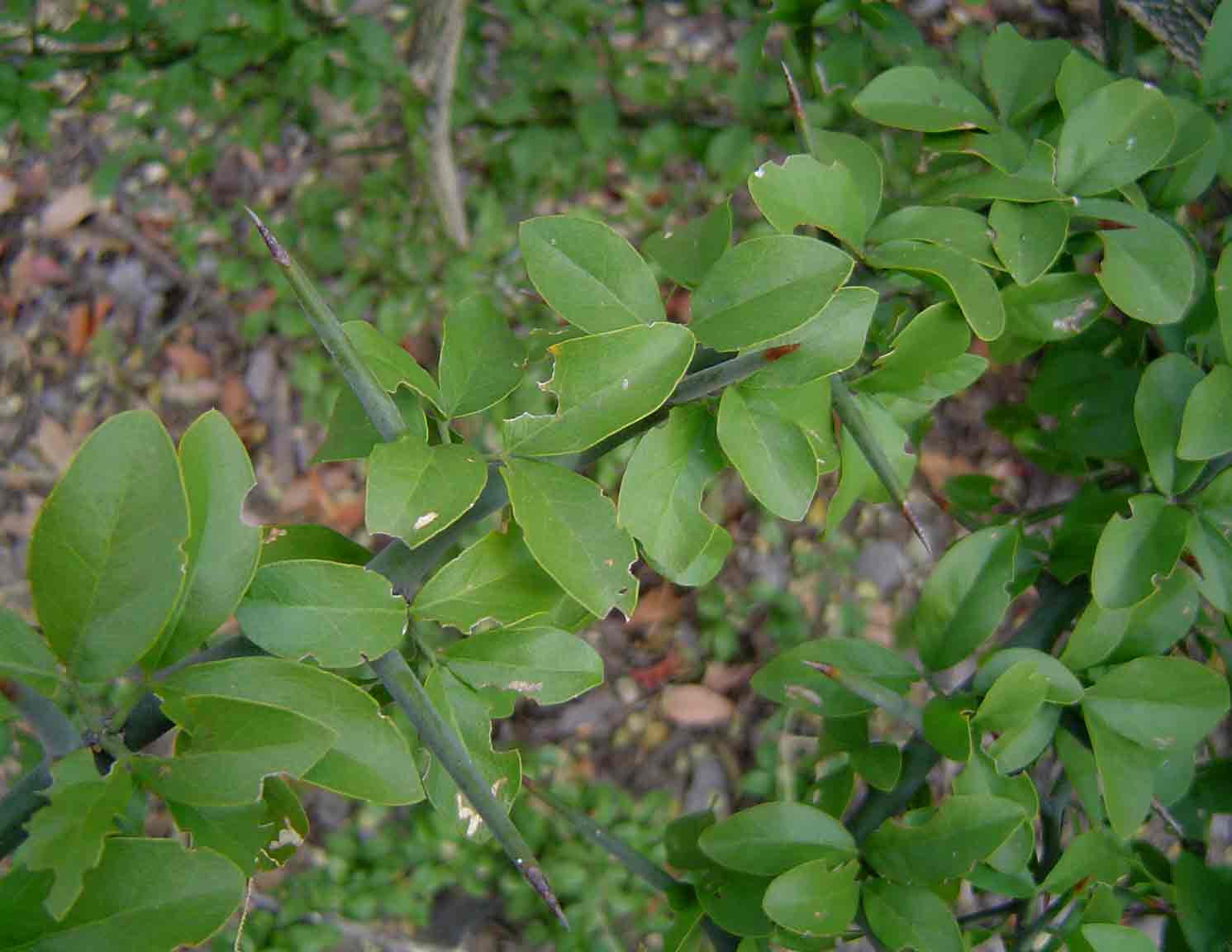 Balanites aegyptiaca var. aegyptiaca Balanites aegyptiaca var. aegyptiaca