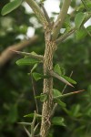 Balanites aegyptiaca var. aegyptiaca