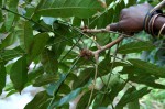 Khaya anthotheca