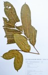 Khaya anthotheca