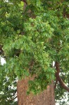 Khaya anthotheca