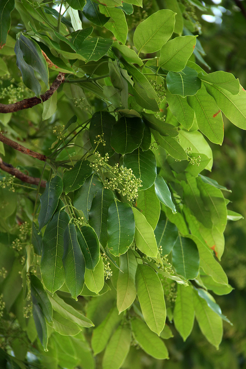 Khaya anthotheca