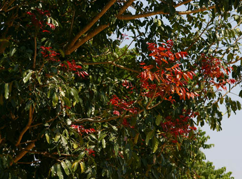 Khaya anthotheca