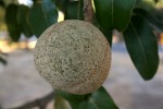 Khaya anthotheca
