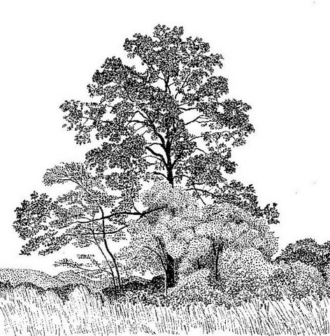 Khaya anthotheca