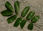 Khaya anthotheca