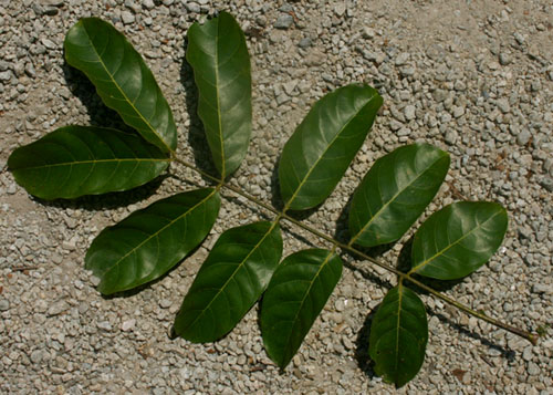 Khaya anthotheca
