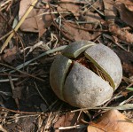 Khaya anthotheca
