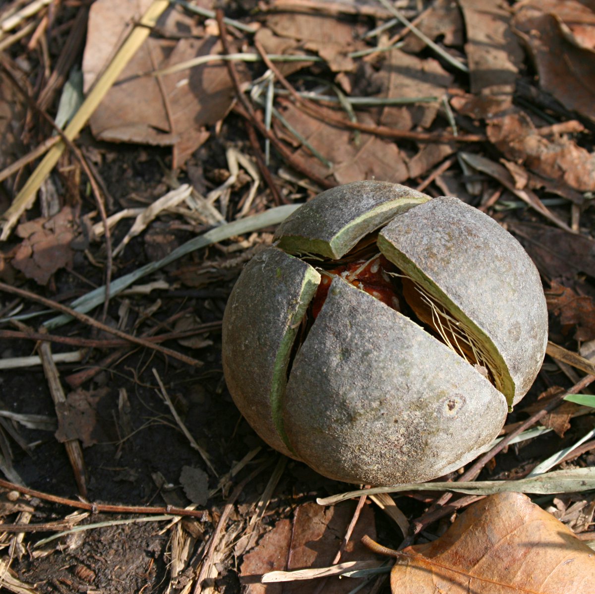 Khaya anthotheca