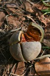 Khaya anthotheca