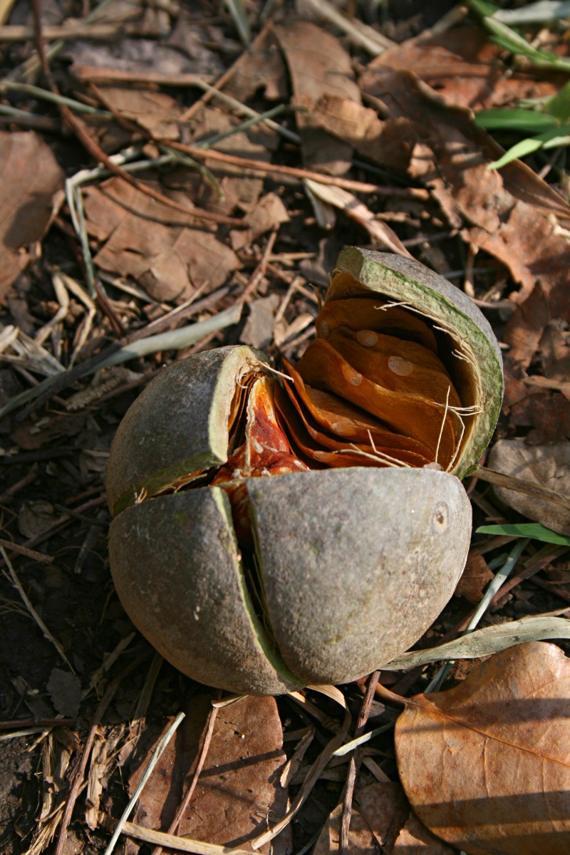 Khaya anthotheca
