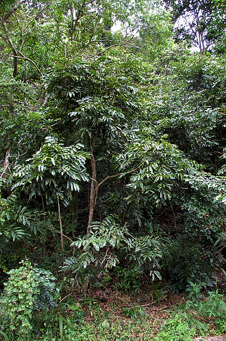 Khaya anthotheca