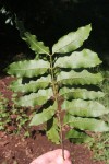 Lovoa swynnertonii