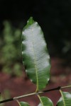Lovoa swynnertonii