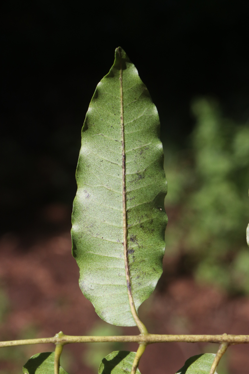 Lovoa swynnertonii Lovoa swynnertonii