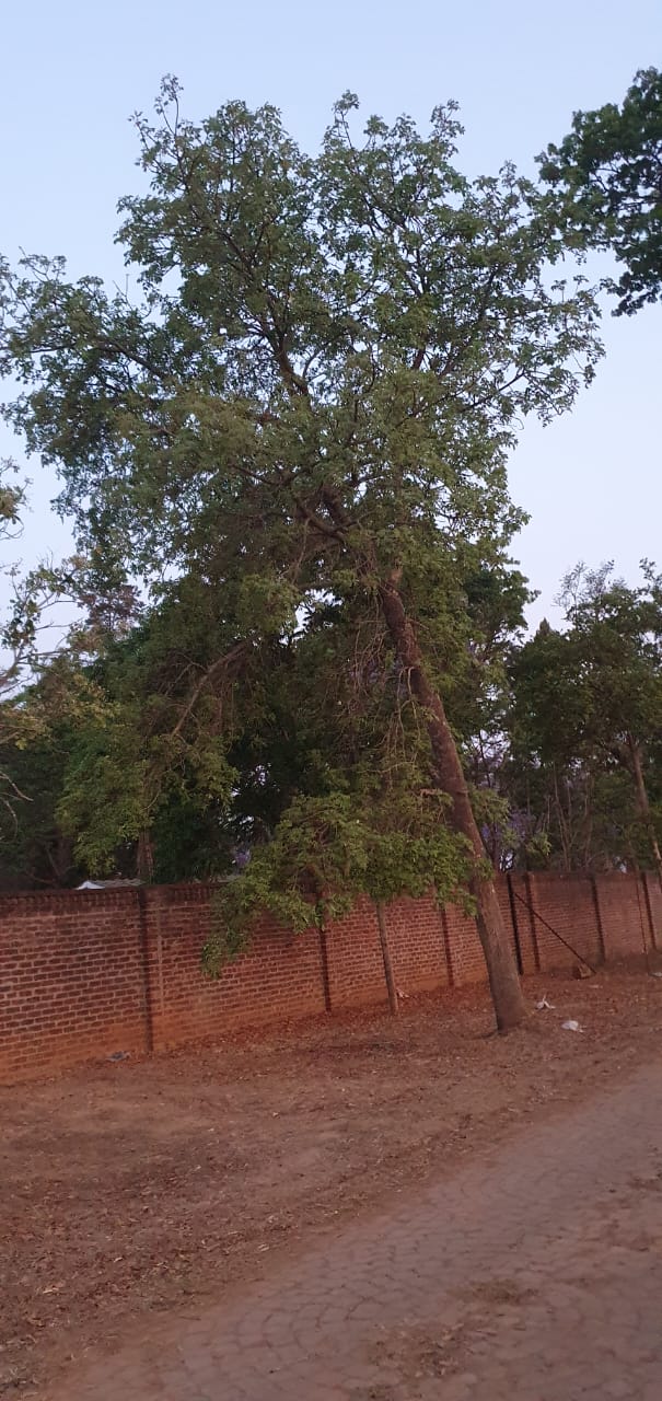 Ekebergia benguelensis Ekebergia benguelensis