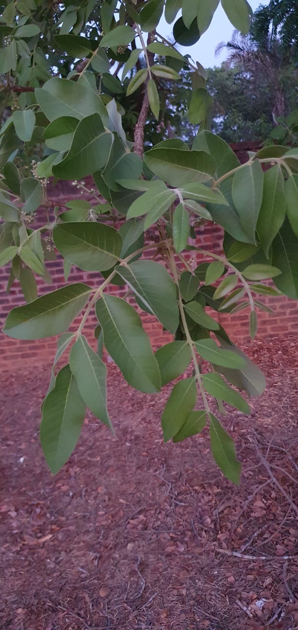 Ekebergia benguelensis Ekebergia benguelensis