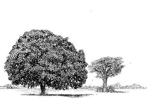 Trichilia emetica subsp. emetica Trichilia emetica subsp. emetica