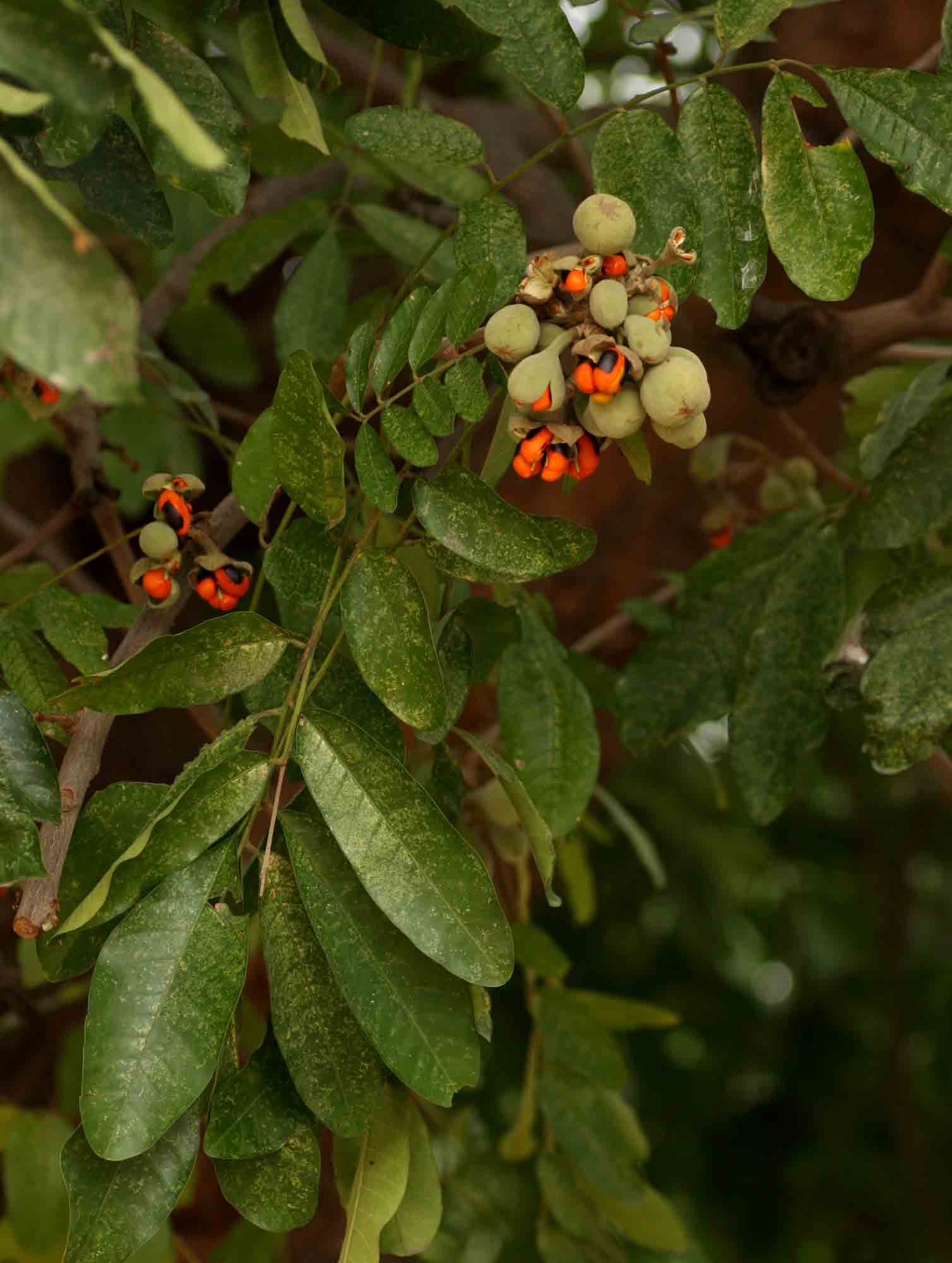Trichilia emetica subsp. emetica Trichilia emetica subsp. emetica
