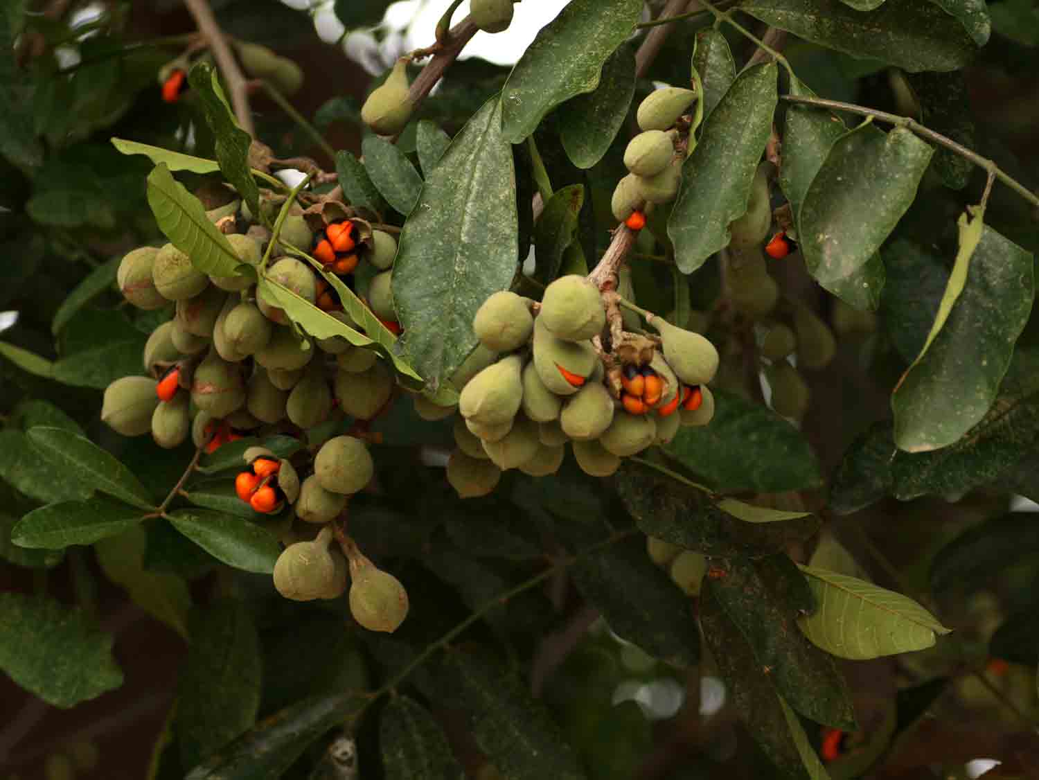 Trichilia emetica subsp. emetica Trichilia emetica subsp. emetica