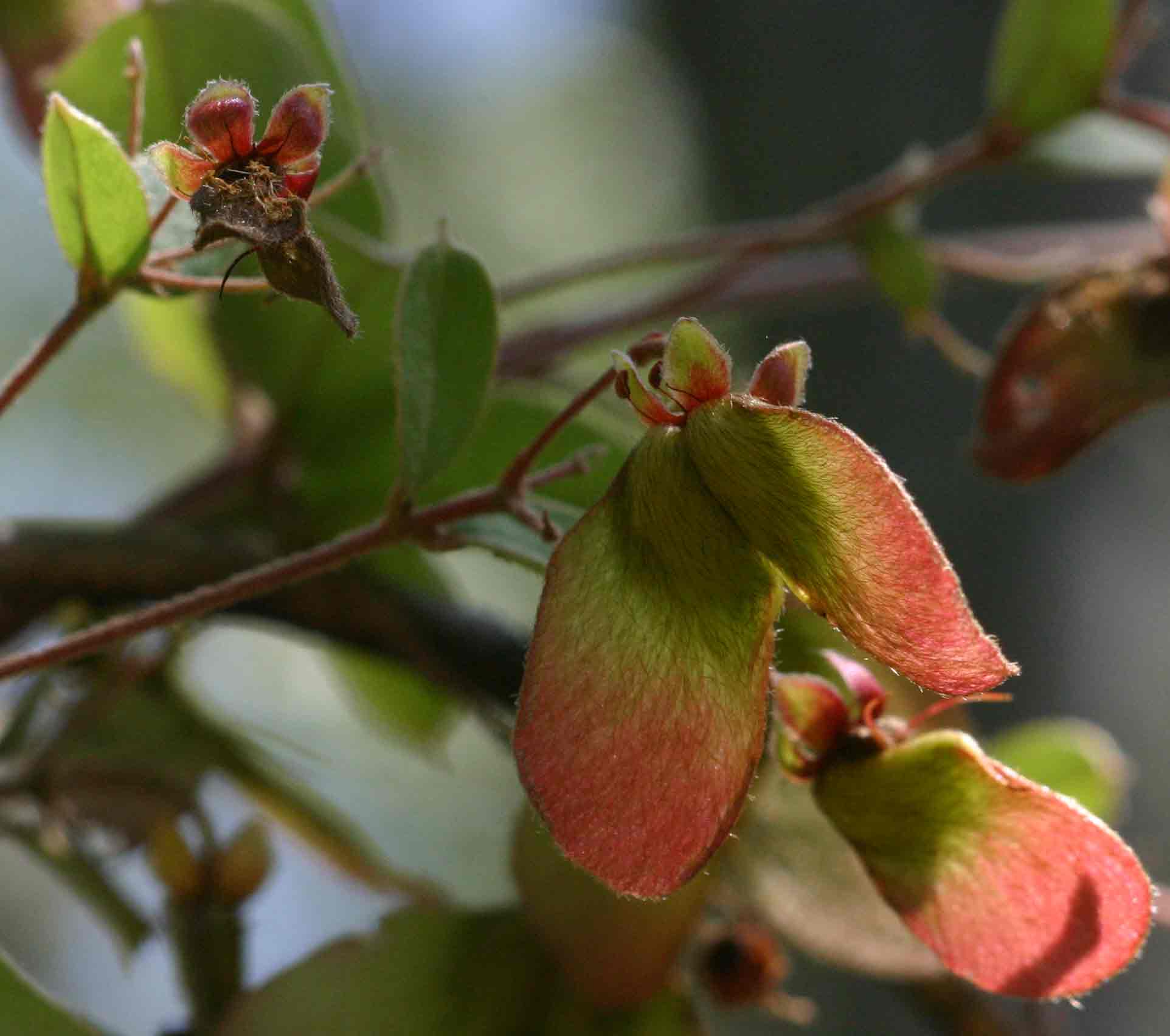 Sphedamnocarpus angolensis