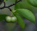 Margaritaria discoidea var. nitida