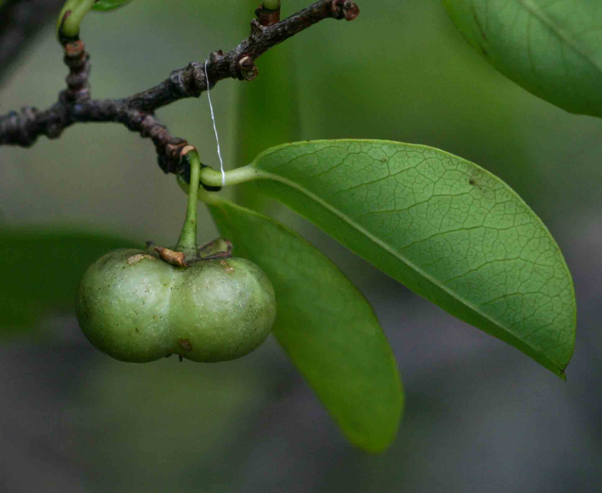 Margaritaria discoidea var. nitida