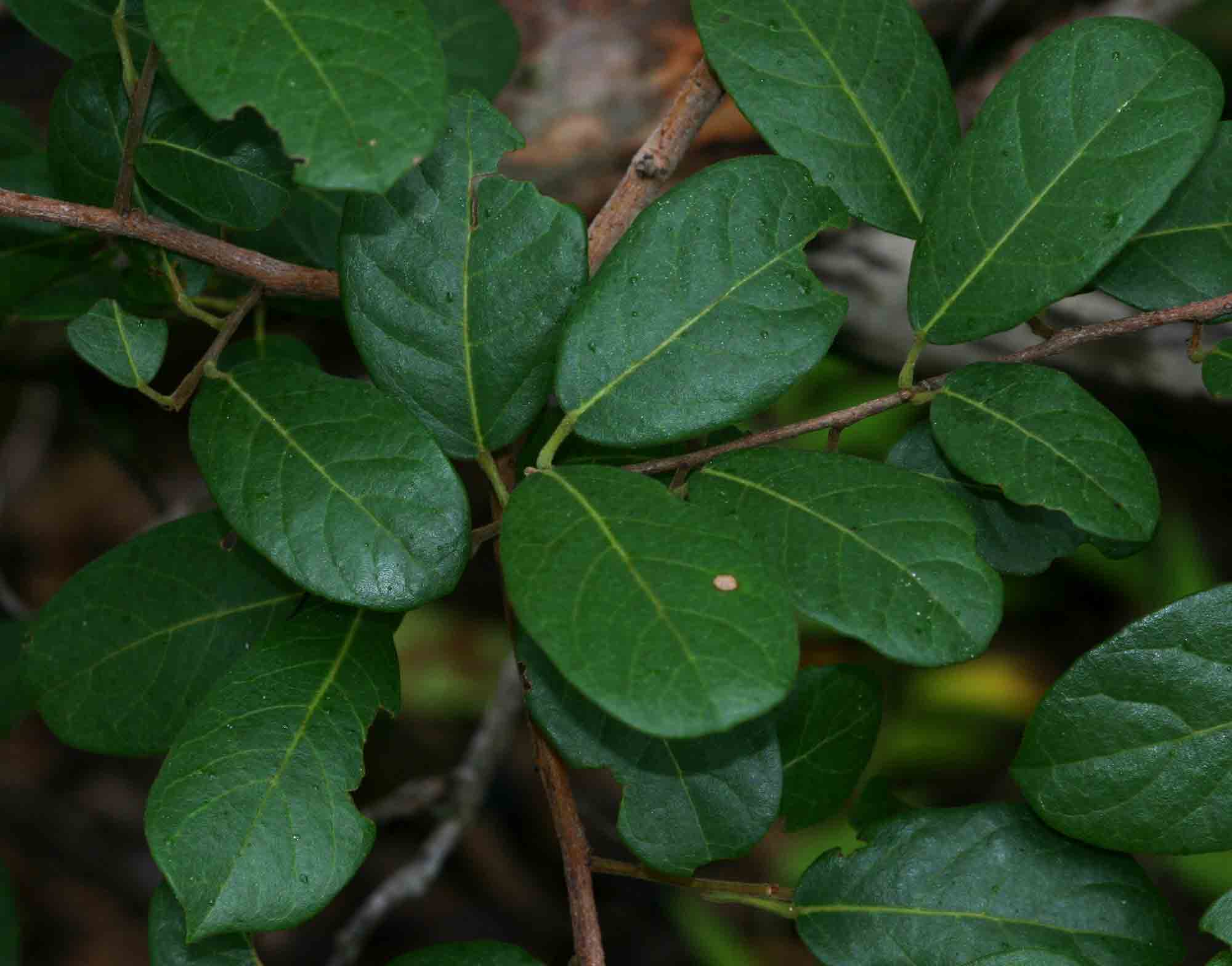Hymenocardia acida