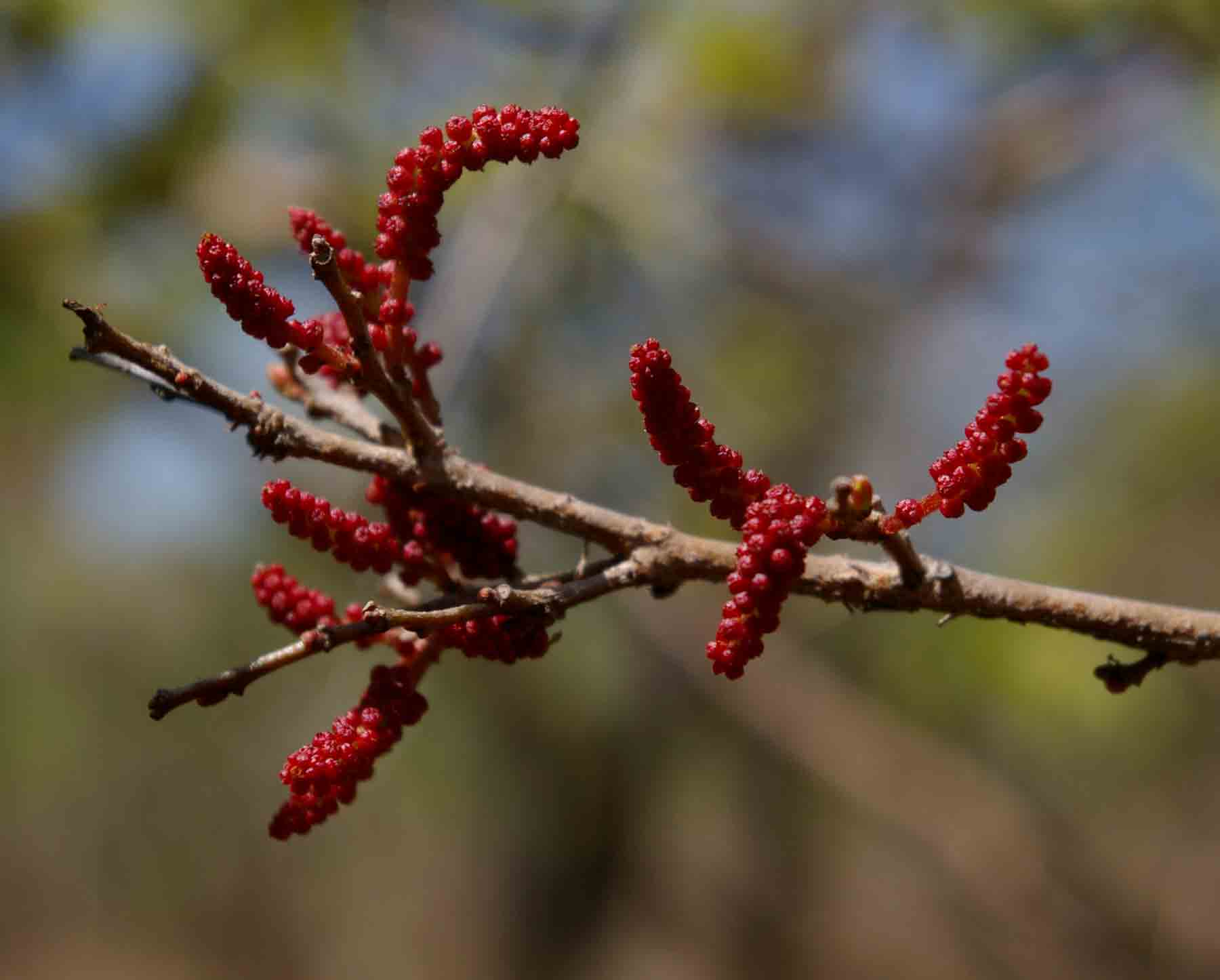 Hymenocardia acida