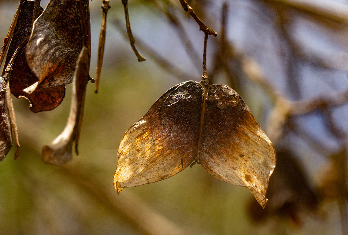 Hymenocardia acida
