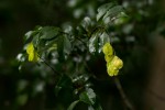 Hymenocardia ulmoides