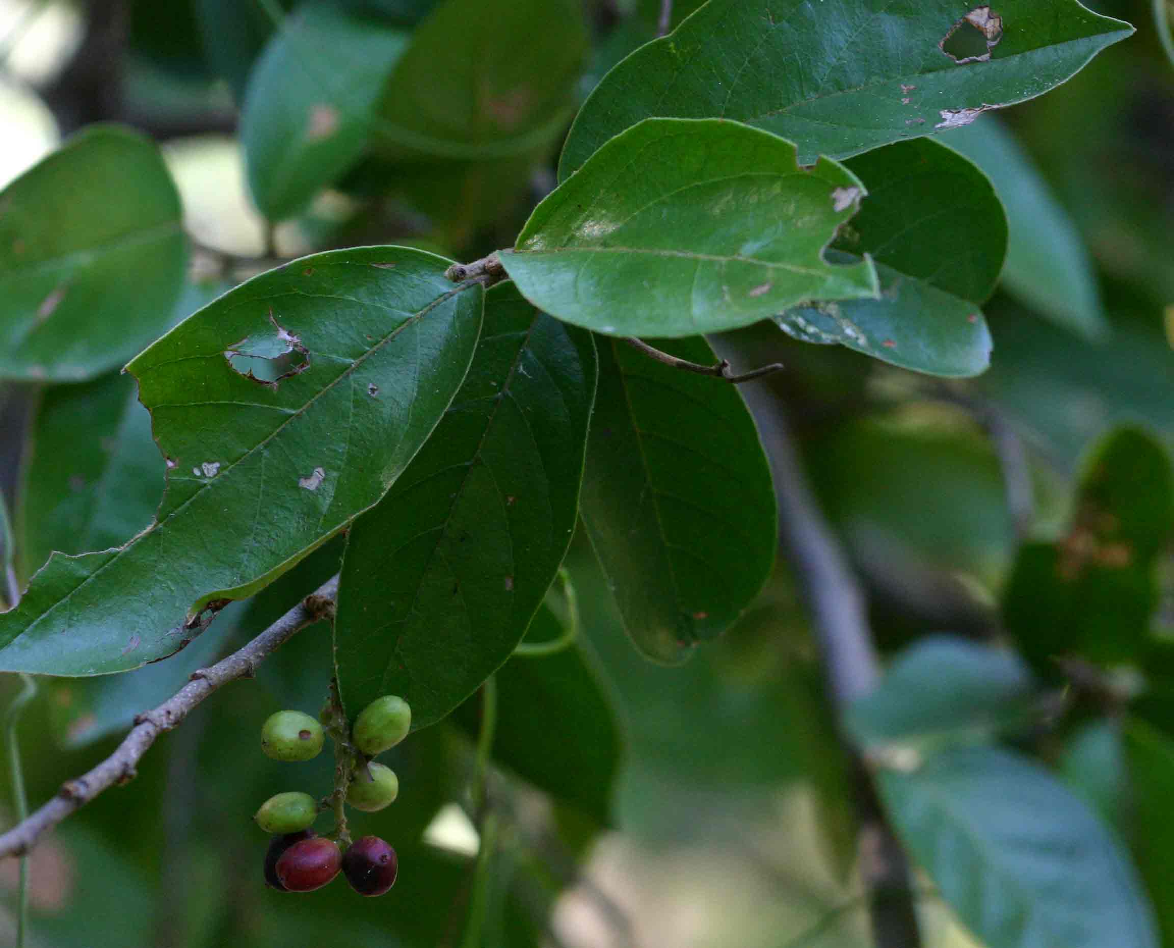 Antidesma venosum