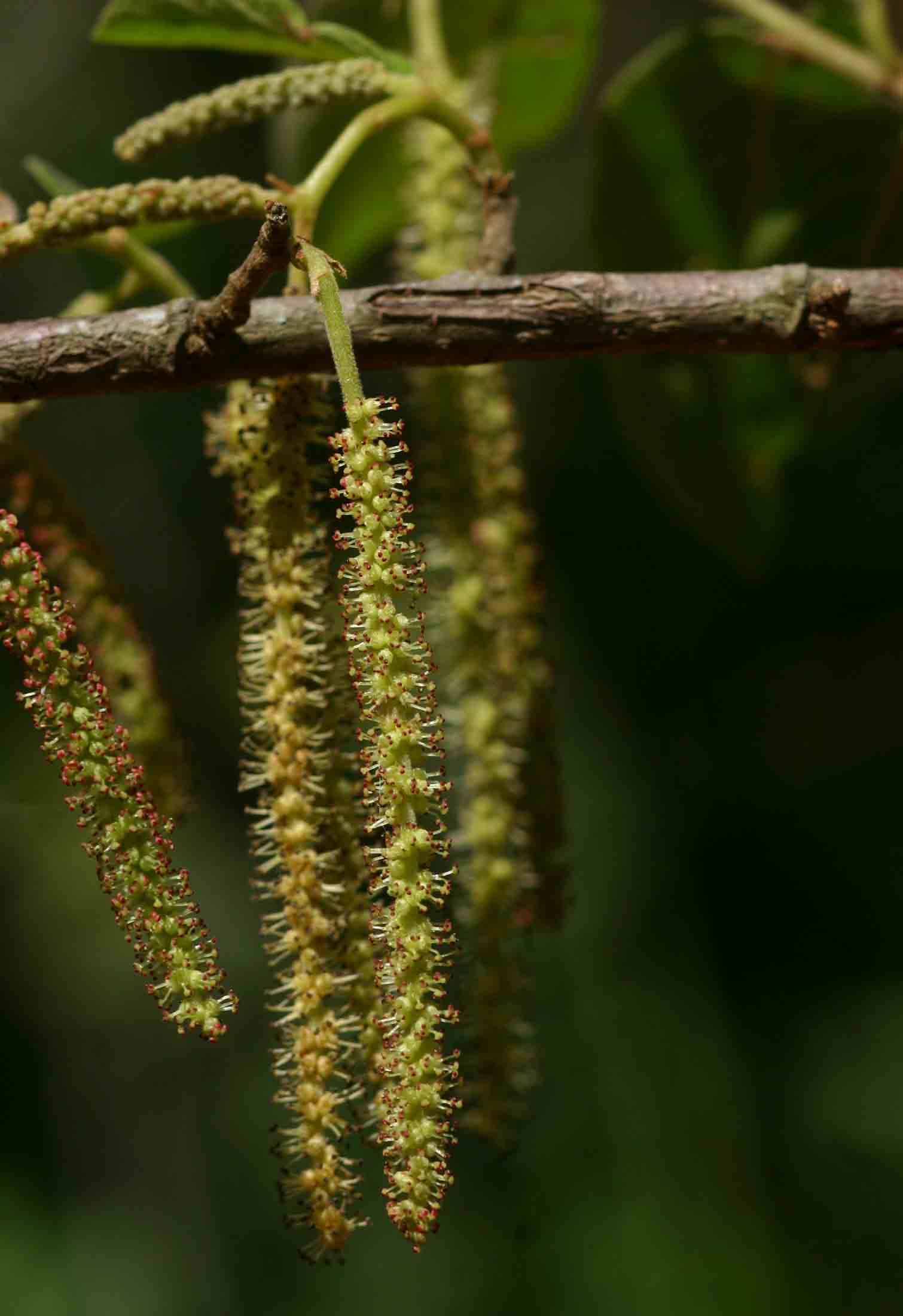Antidesma venosum