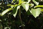 Antidesma venosum