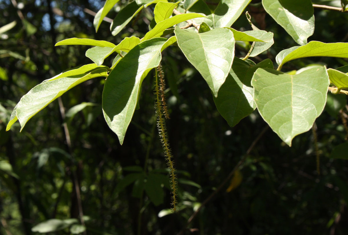 Antidesma venosum