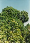 Uapaca lissopyrena