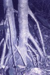 Uapaca lissopyrena