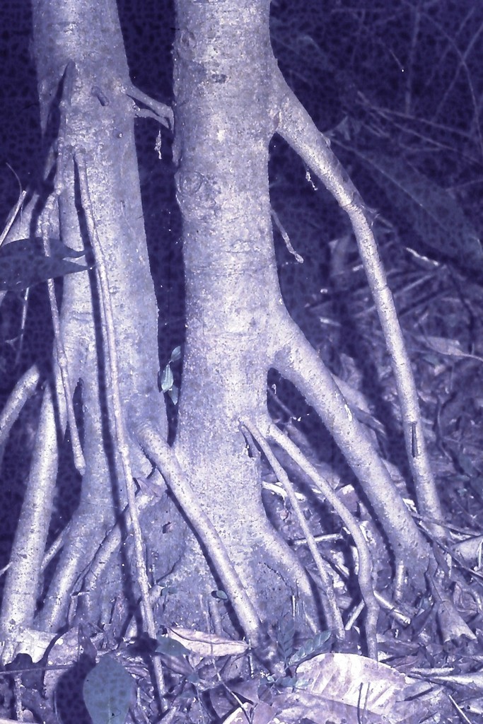 Uapaca lissopyrena