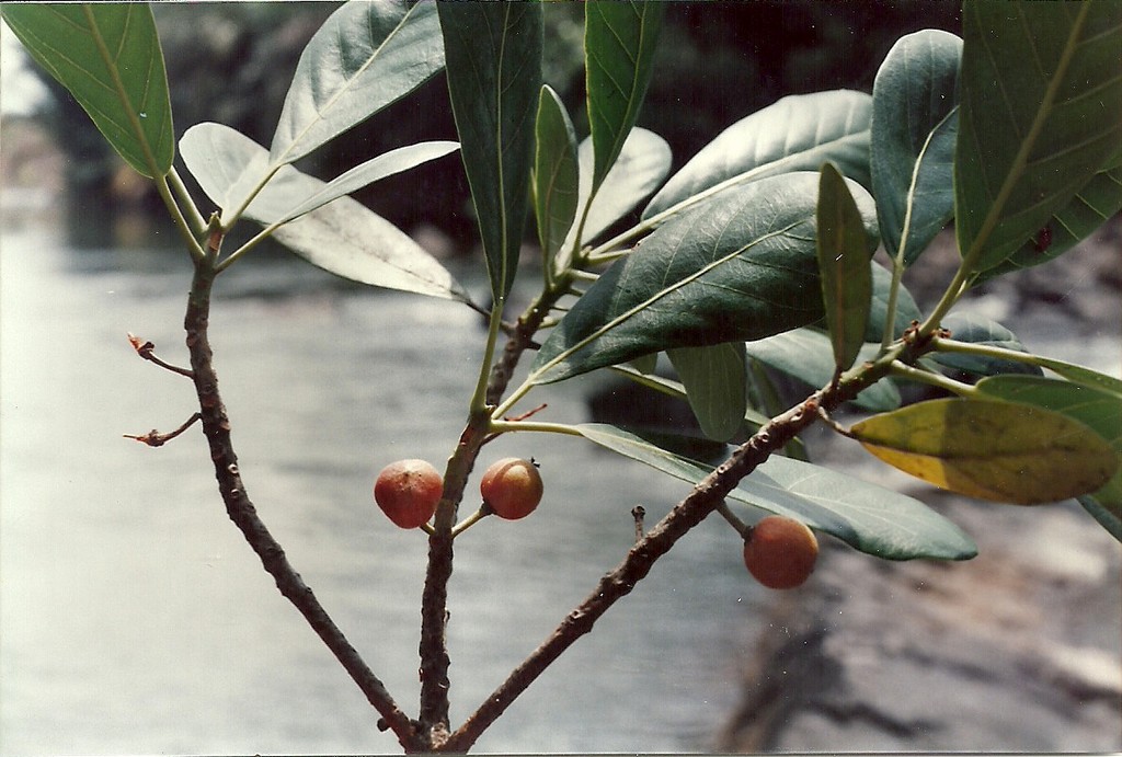 Uapaca lissopyrena