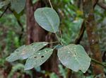 Uapaca lissopyrena