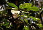 Uapaca lissopyrena