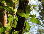 Uapaca lissopyrena