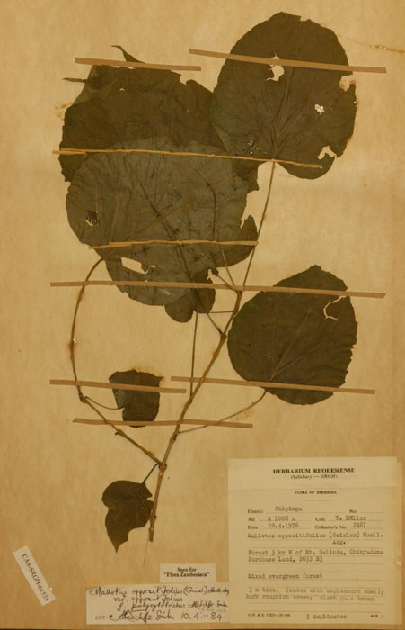 Mallotus oppositifolius var. oppositifolius