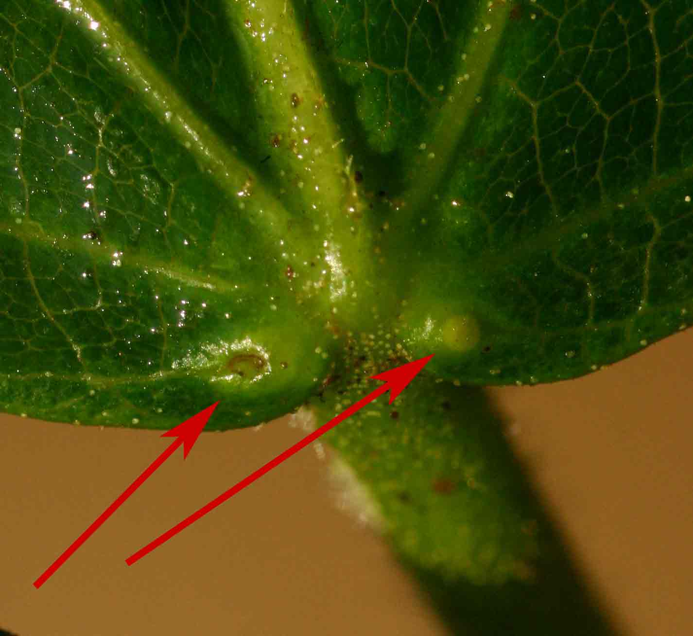Macaranga mellifera
