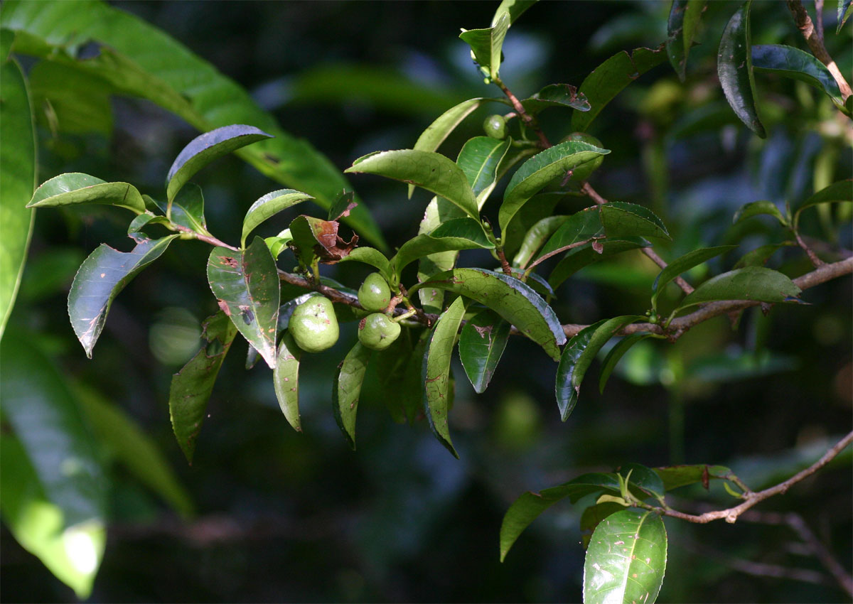 Shirakiopsis elliptica Shirakiopsis elliptica