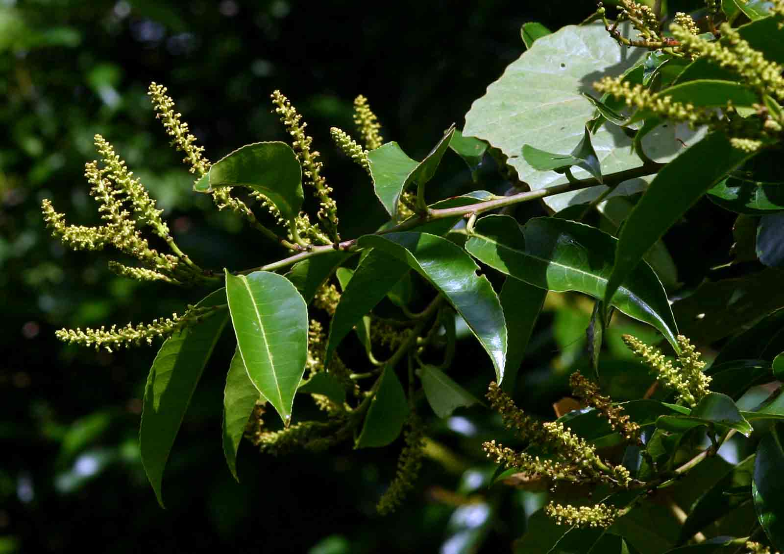 Shirakiopsis elliptica Shirakiopsis elliptica