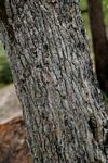Maprounea africana