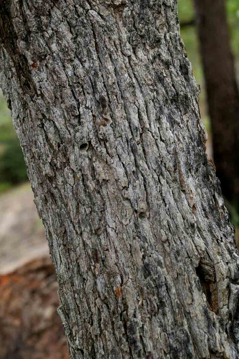 Maprounea africana