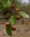 Maprounea africana