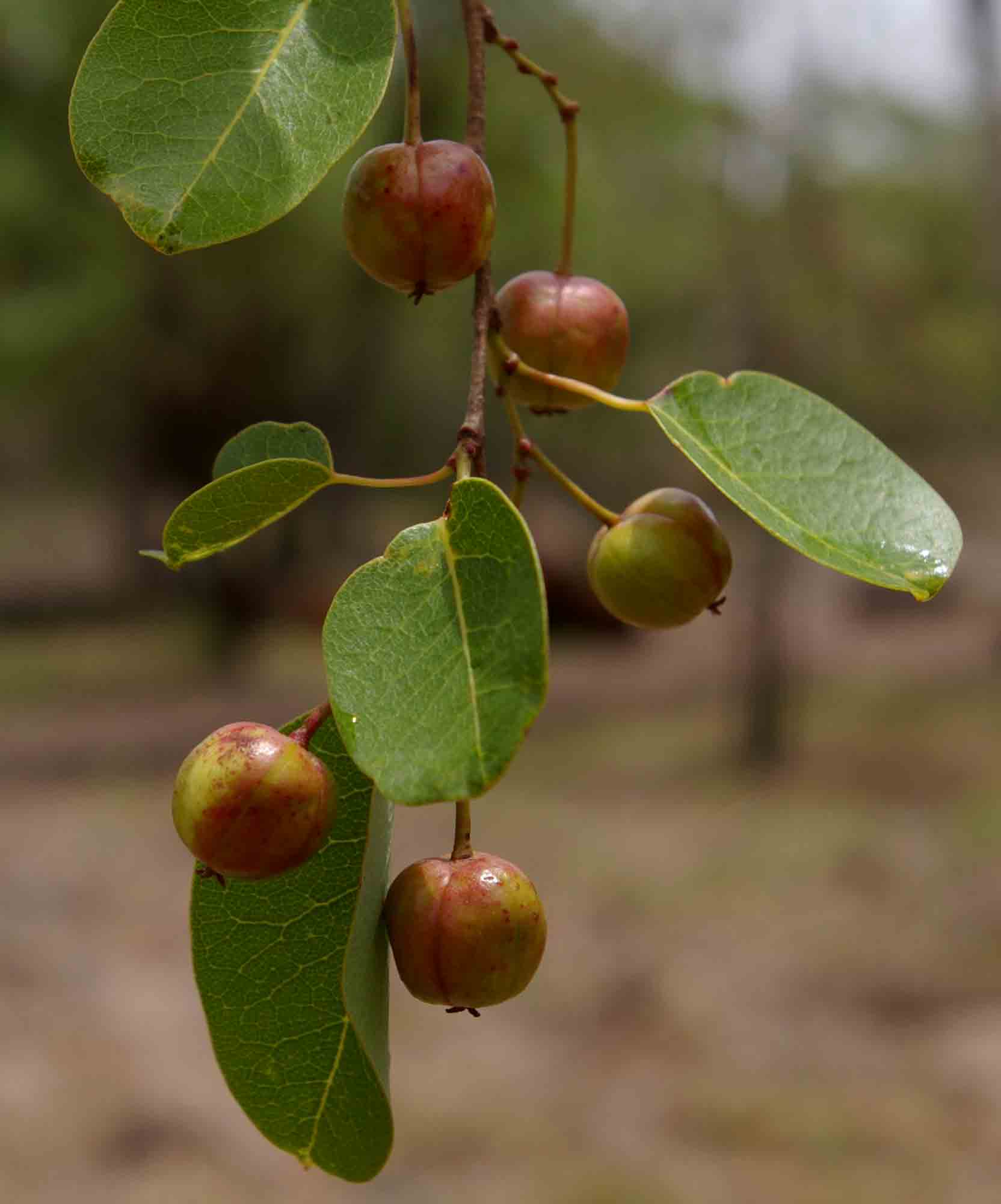 Maprounea africana